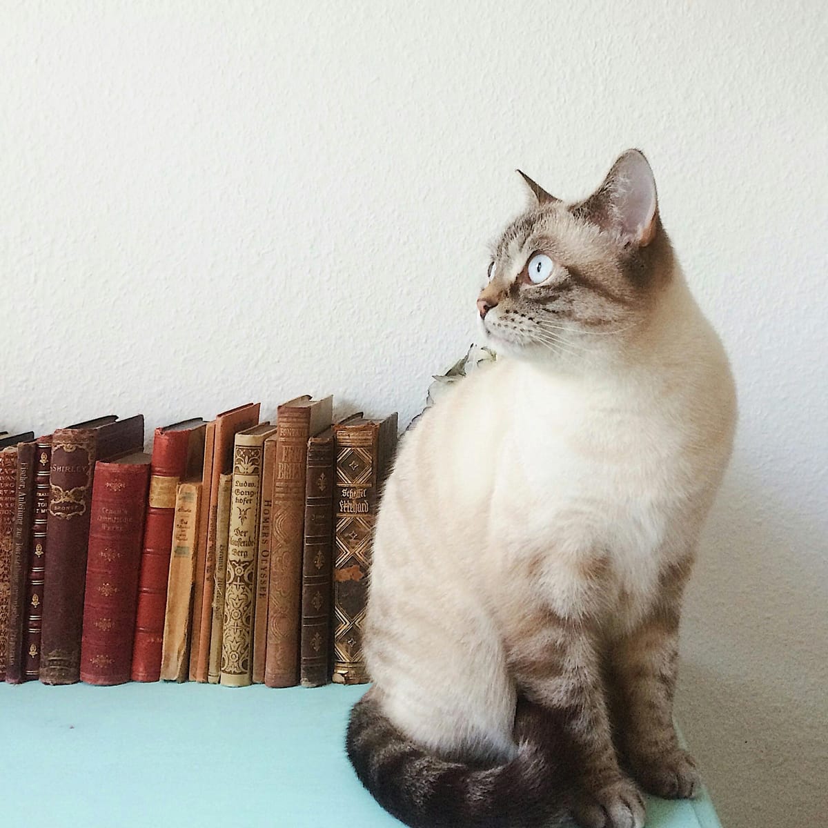 Piolo Pascual avatar